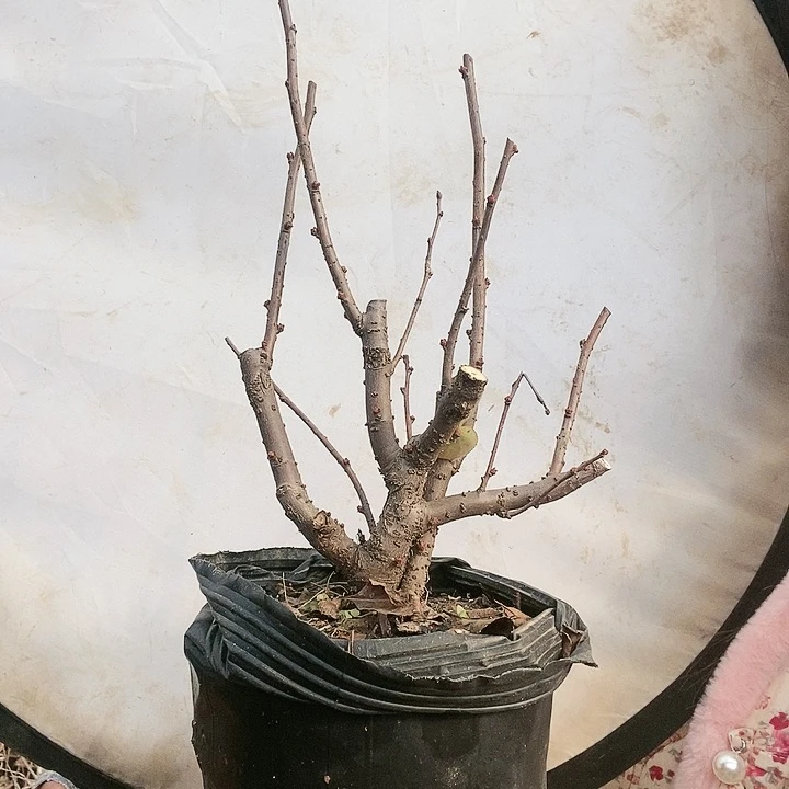 鸡血海棠花盛开时节