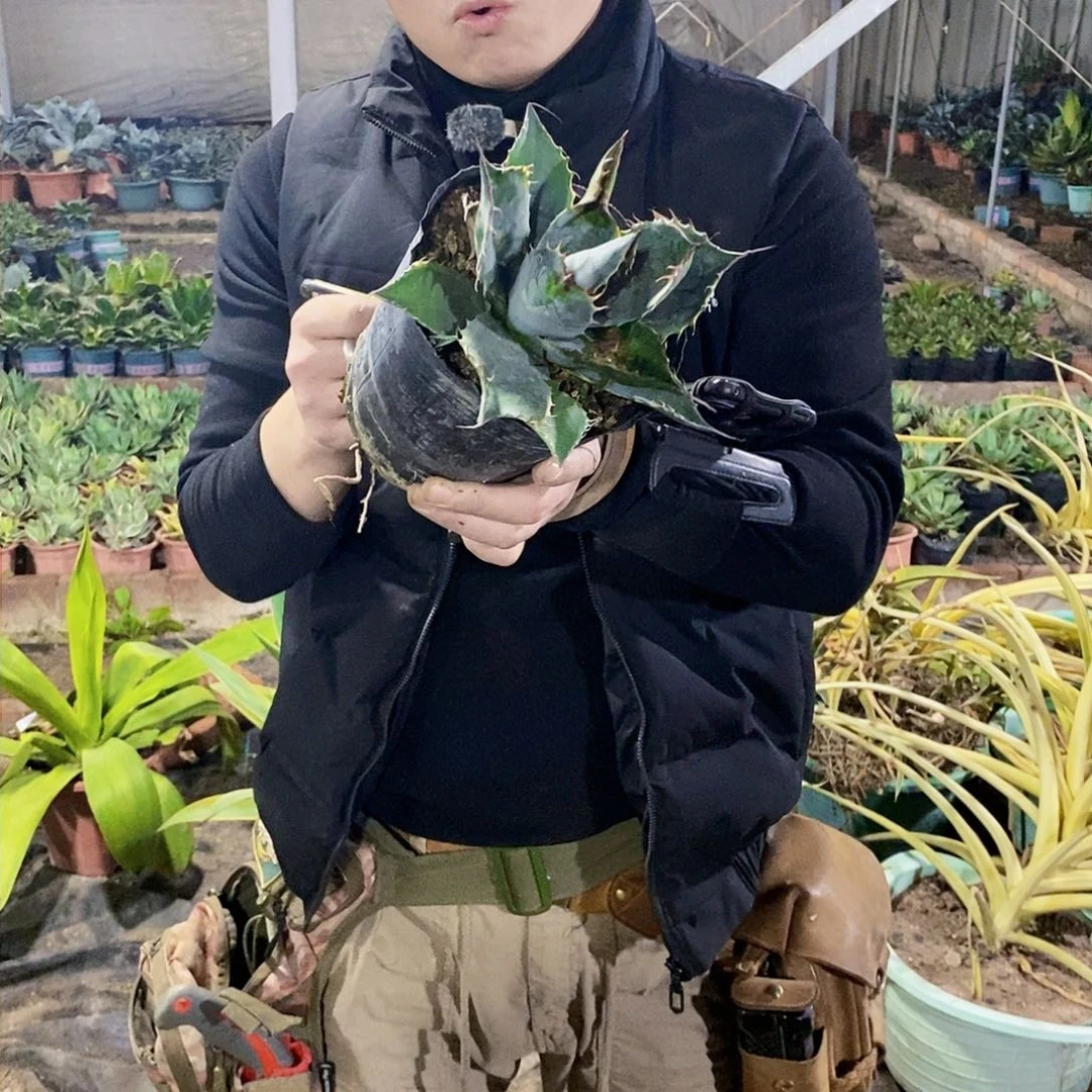 叶*3512赖光锦叶子有瑕疵