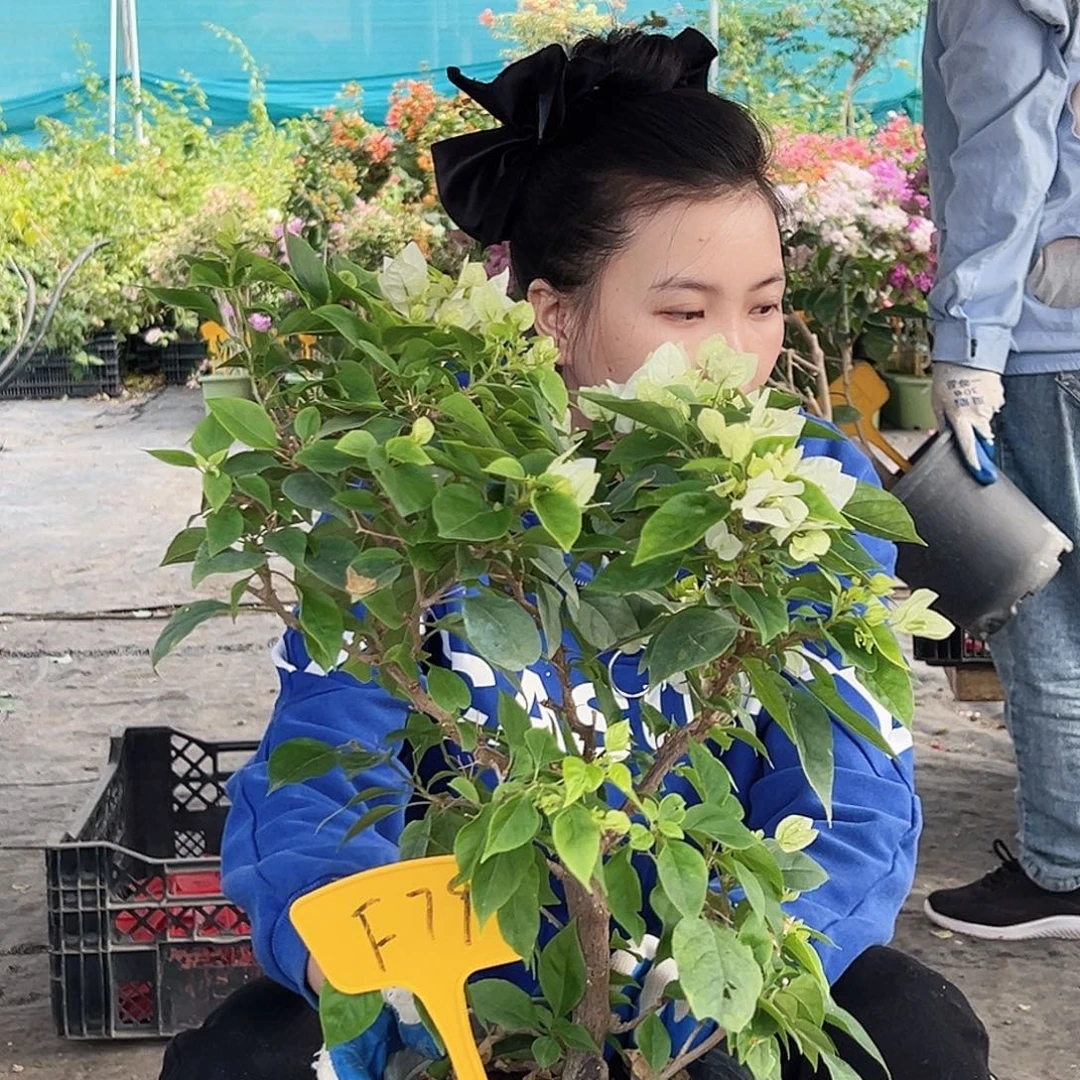 风***柔大部分花苞少量开放F79白狐狸
