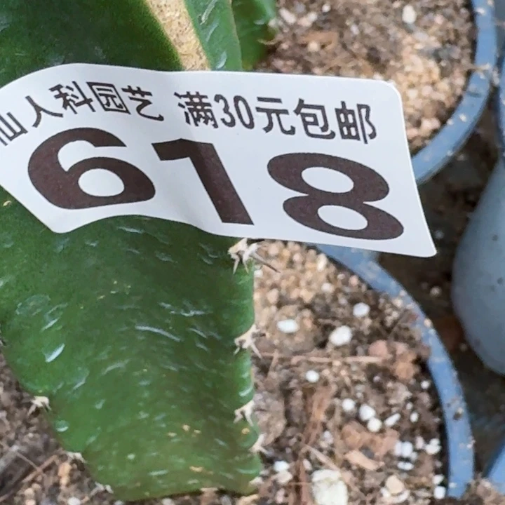 迷***葵无花朵福利苗接仙锦618