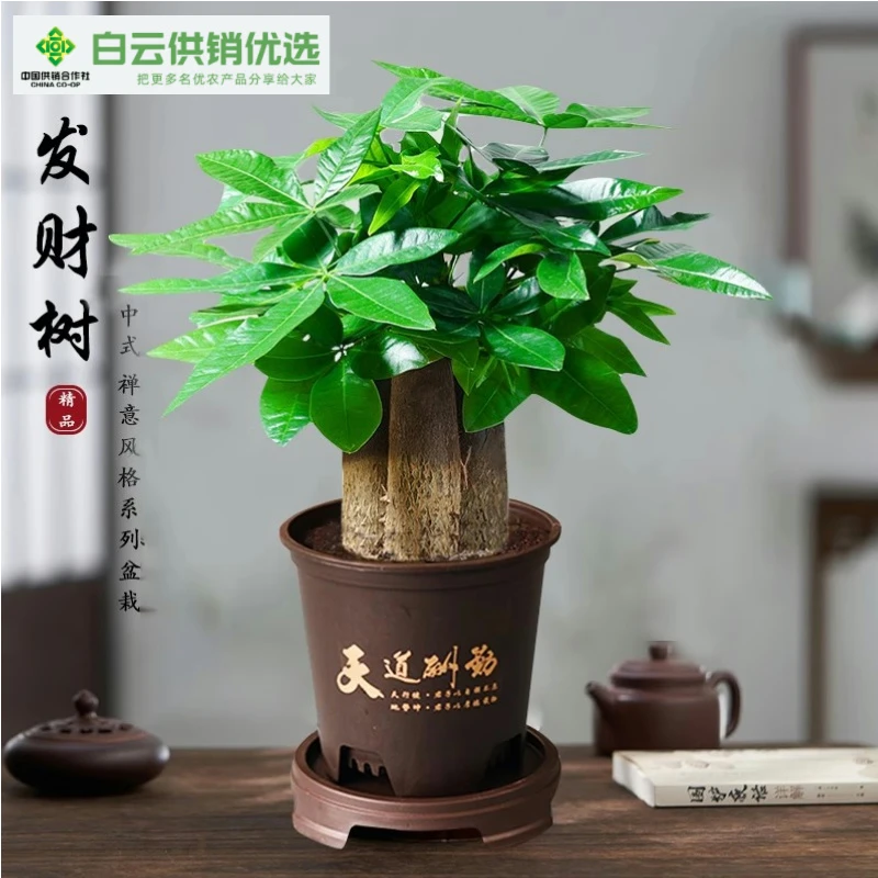 【供销优选】三杆发财树财源滚滚盆栽室内观叶耐旱易养活绿色盆栽
