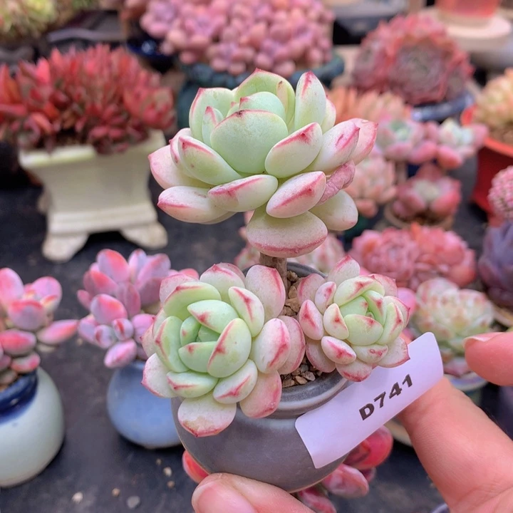 双**赴一物一拍含盆土满38包邮D741