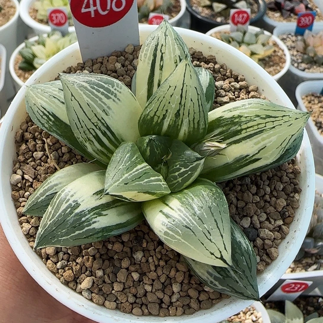 408号实生寿锦8.5左右一物一拍带盆