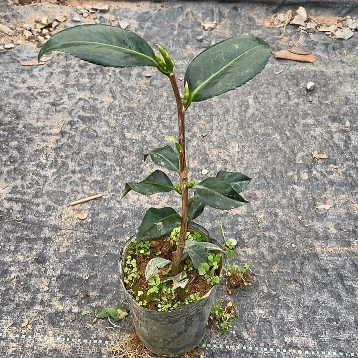 大部分花苞少量开放，粉羽衣，随单