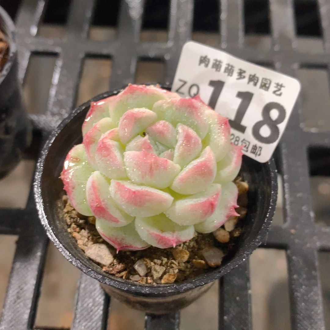 肉萌萌拇指盆精控多肉ZQ118