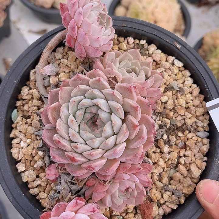 烟花杂1772多肉植物