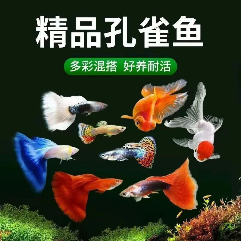 可繁殖【精品孔雀鱼6条】种类随机