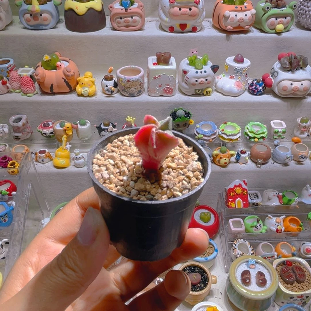 033鸾凤玉锦仙人球38一颗