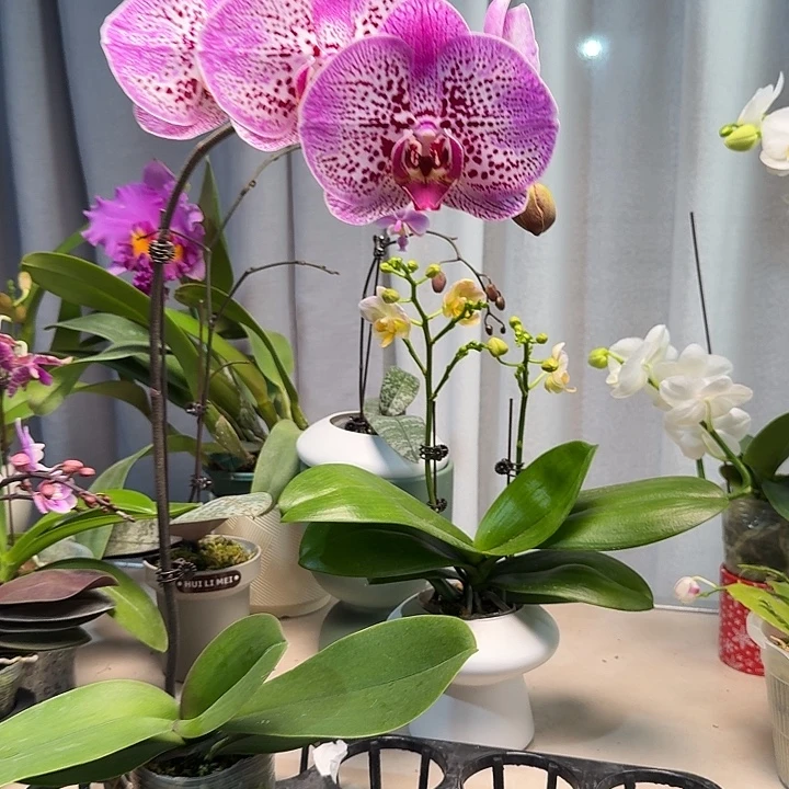 大部分开放少量花苞福利