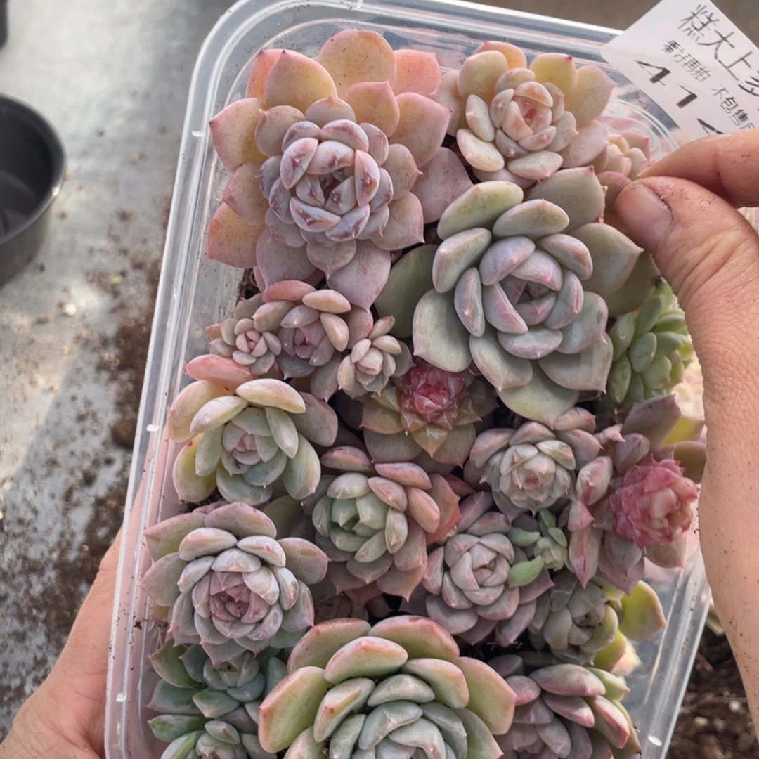 糕大上多肉植物414