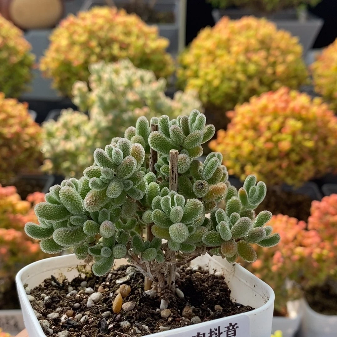 芊***里优选冰晶0737枝干番杏