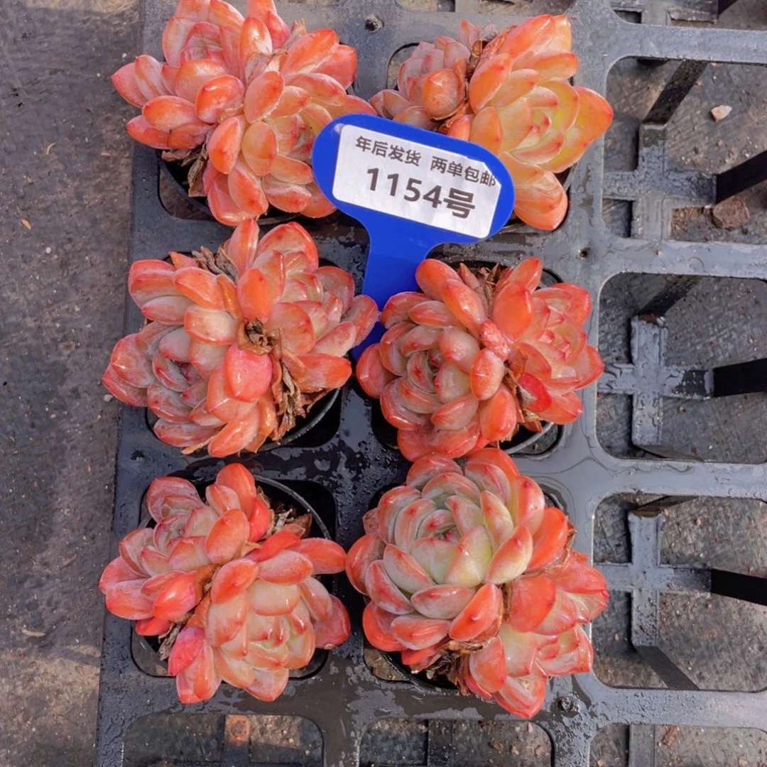 1154号韩版全明星双头两个