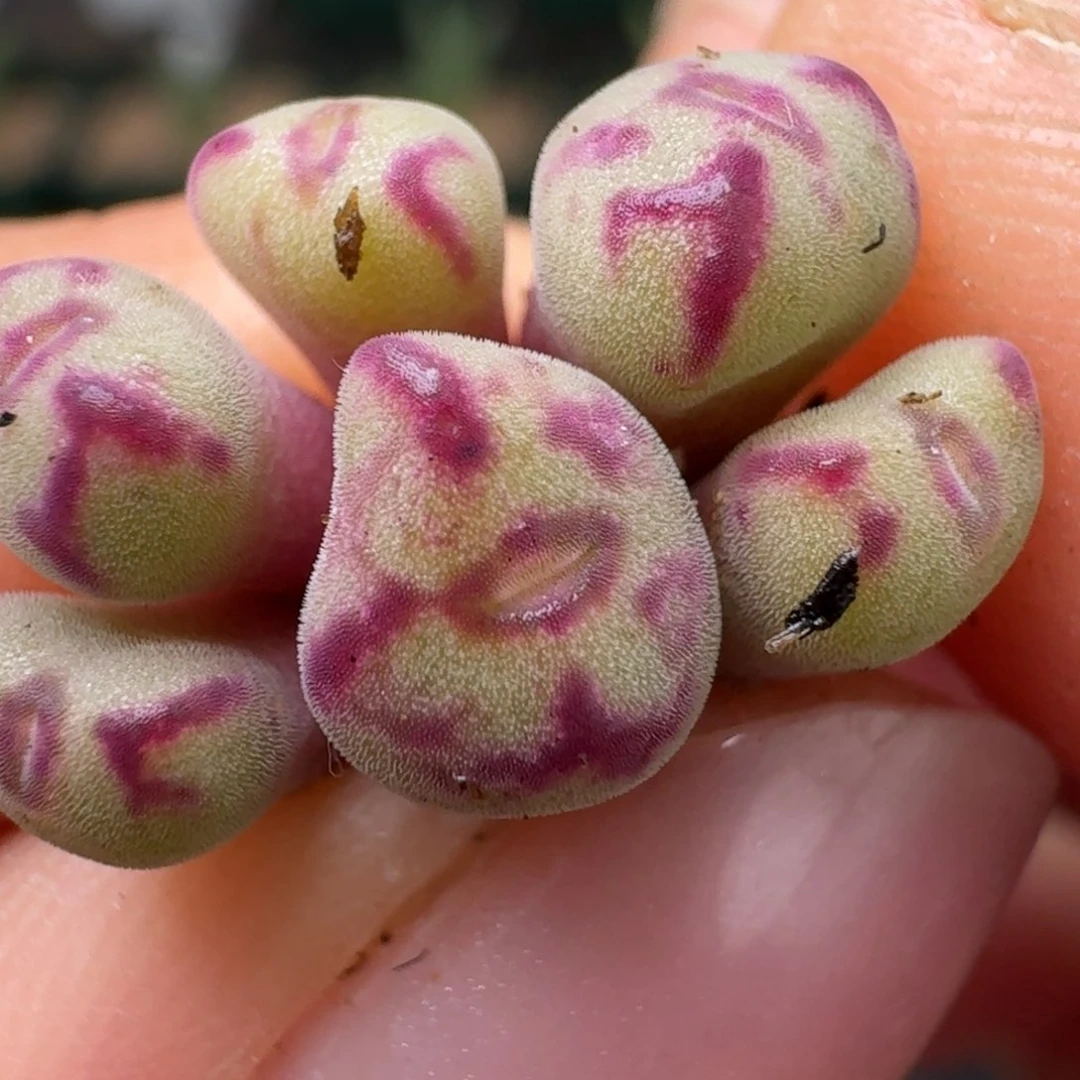 206六头00000000000