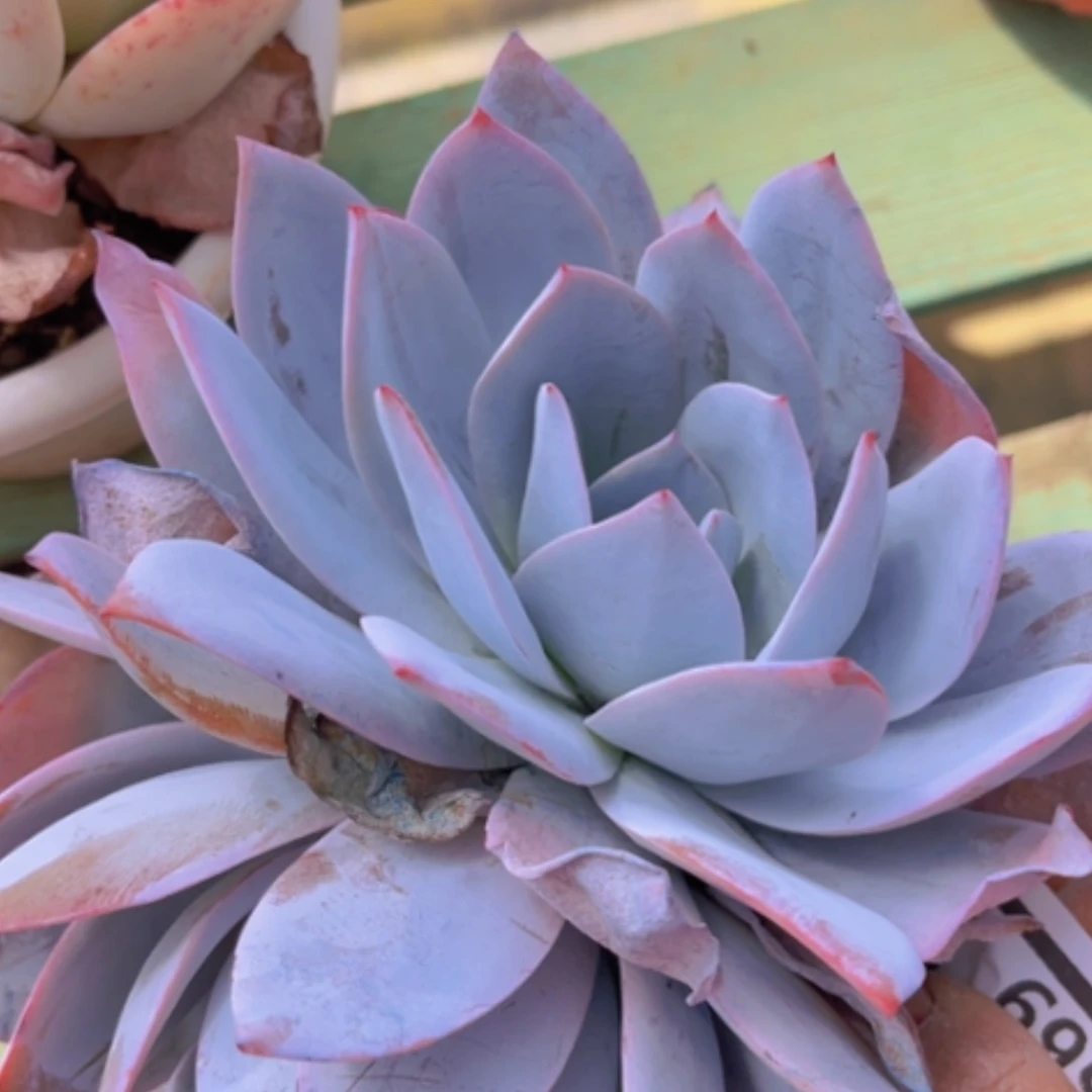 【闪购商品】白莲0569