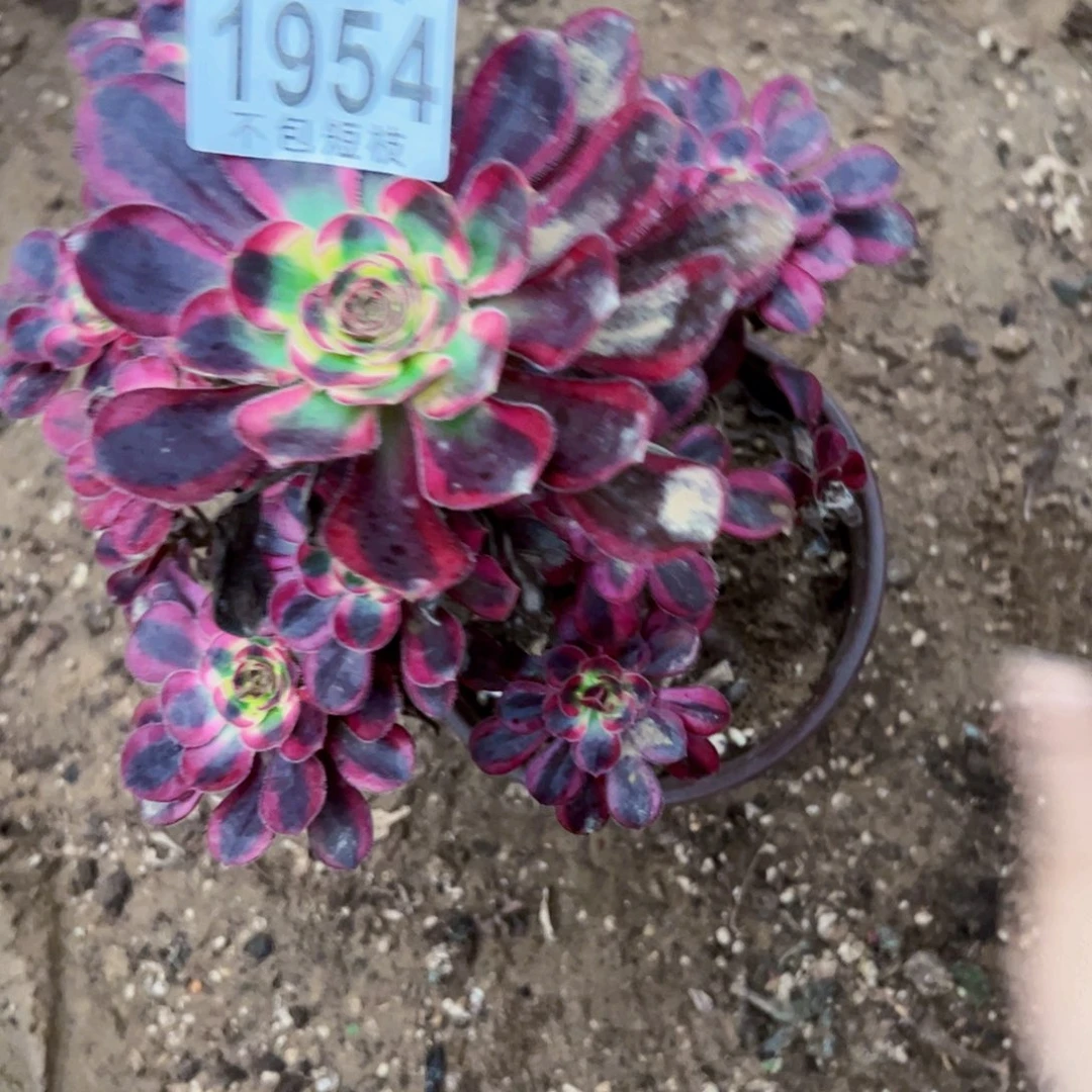 用***51954多肉植物法师法师