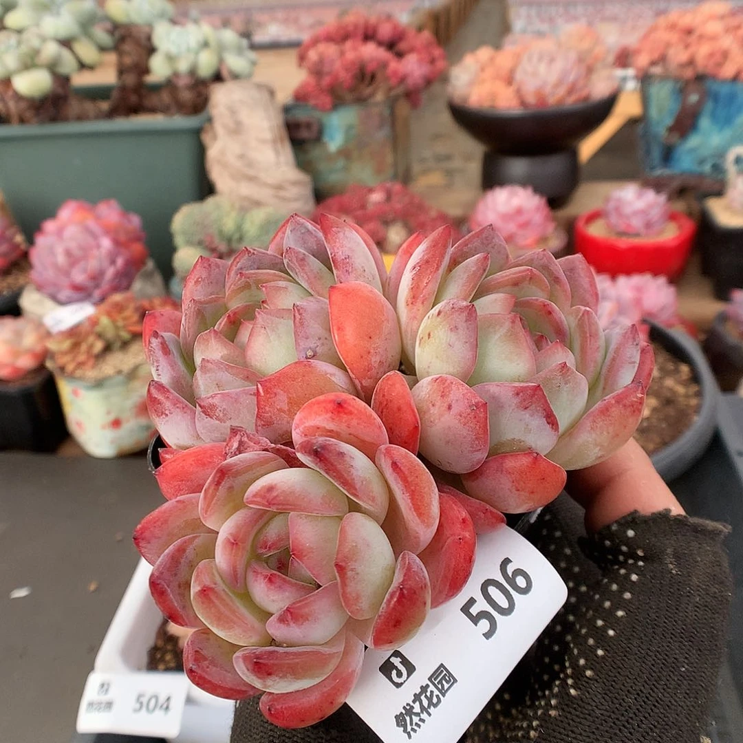 506全明星多肉植物66555