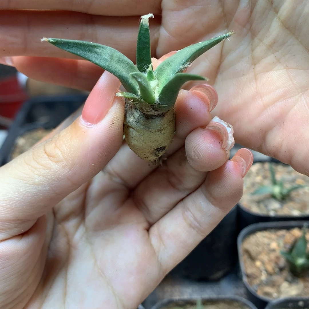 实生 罗卜根 龙牙  岩牡丹