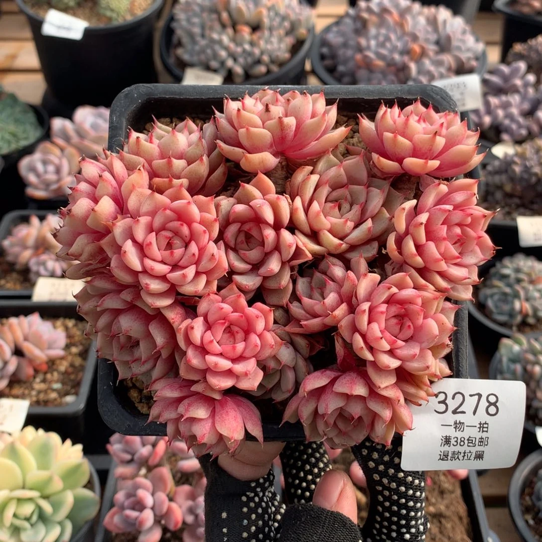 14厘米16头有砍苯巴3278