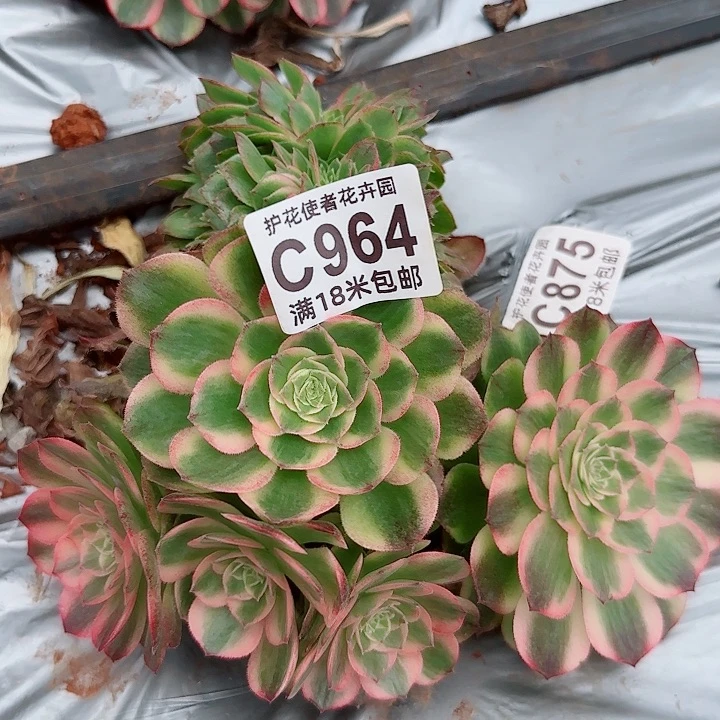 多肉法师海王朵朵