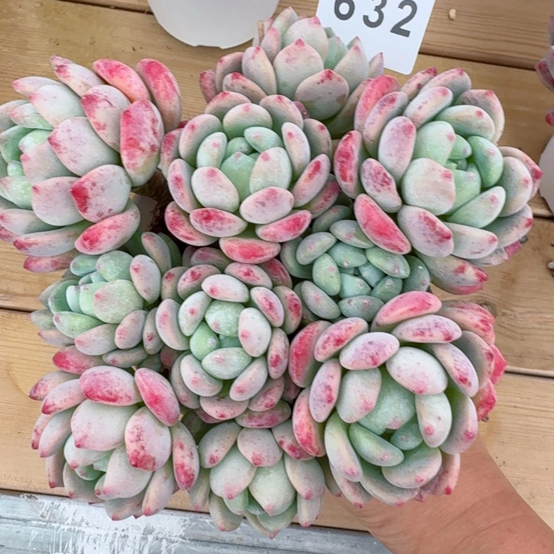 当***归望舒           精美多肉