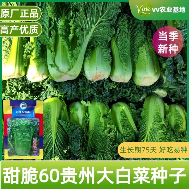 天津青口大白菜种子贵州白菜高产抗病耐热秋播农家阳台蔬菜种籽孑
