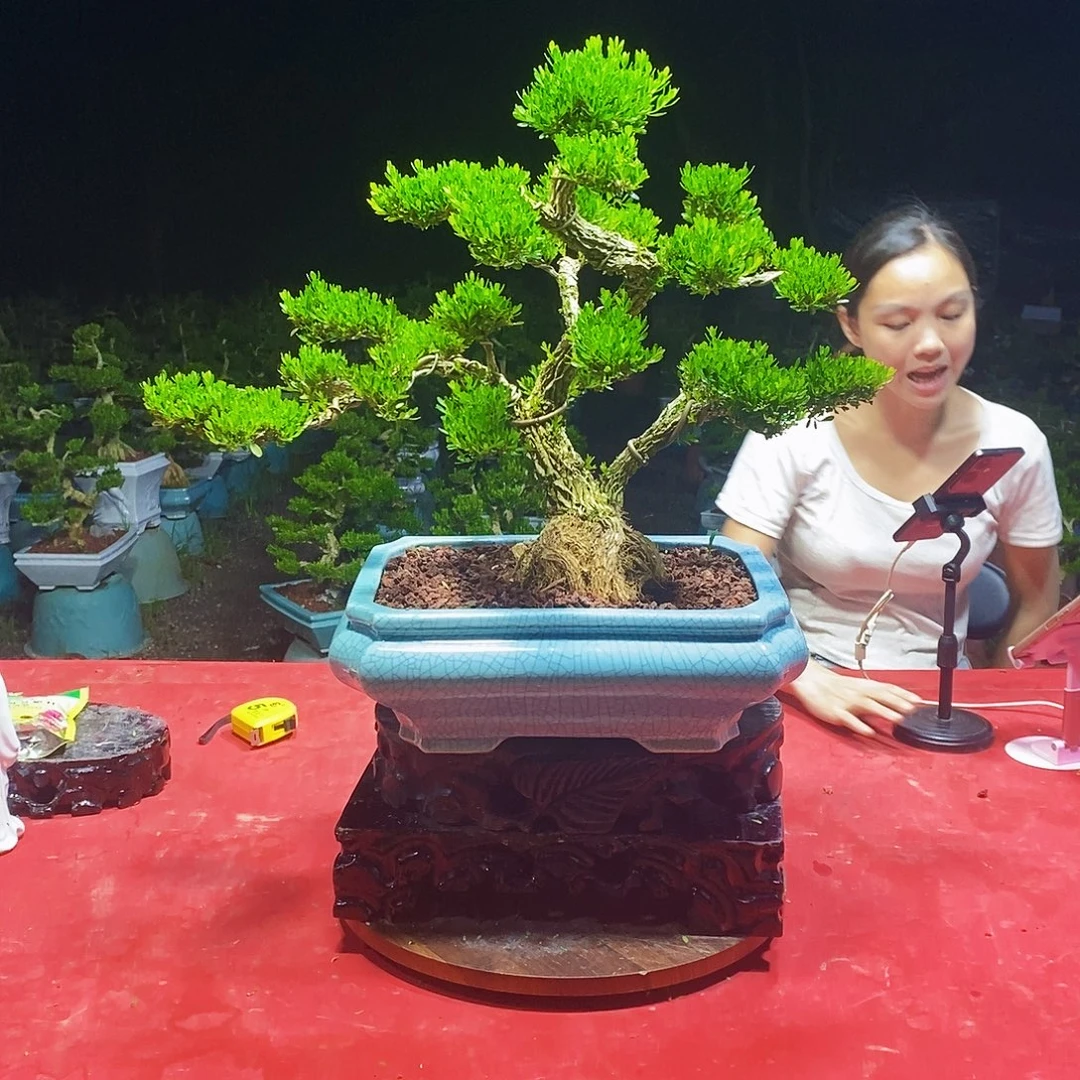 当前无花朵，栽培后可花朵