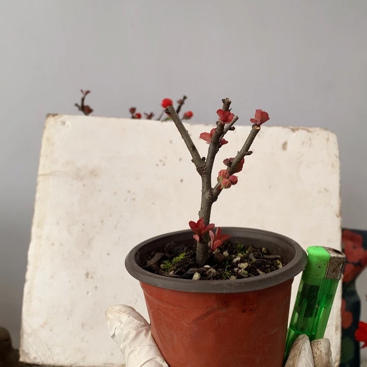 无花朵用****2原生小品