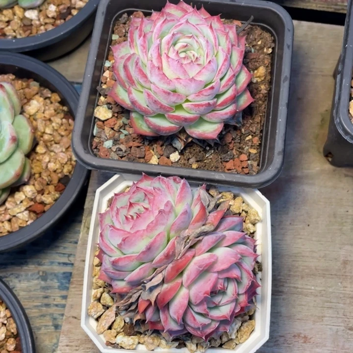 ｡***ʘ多肉流年侧影侧影