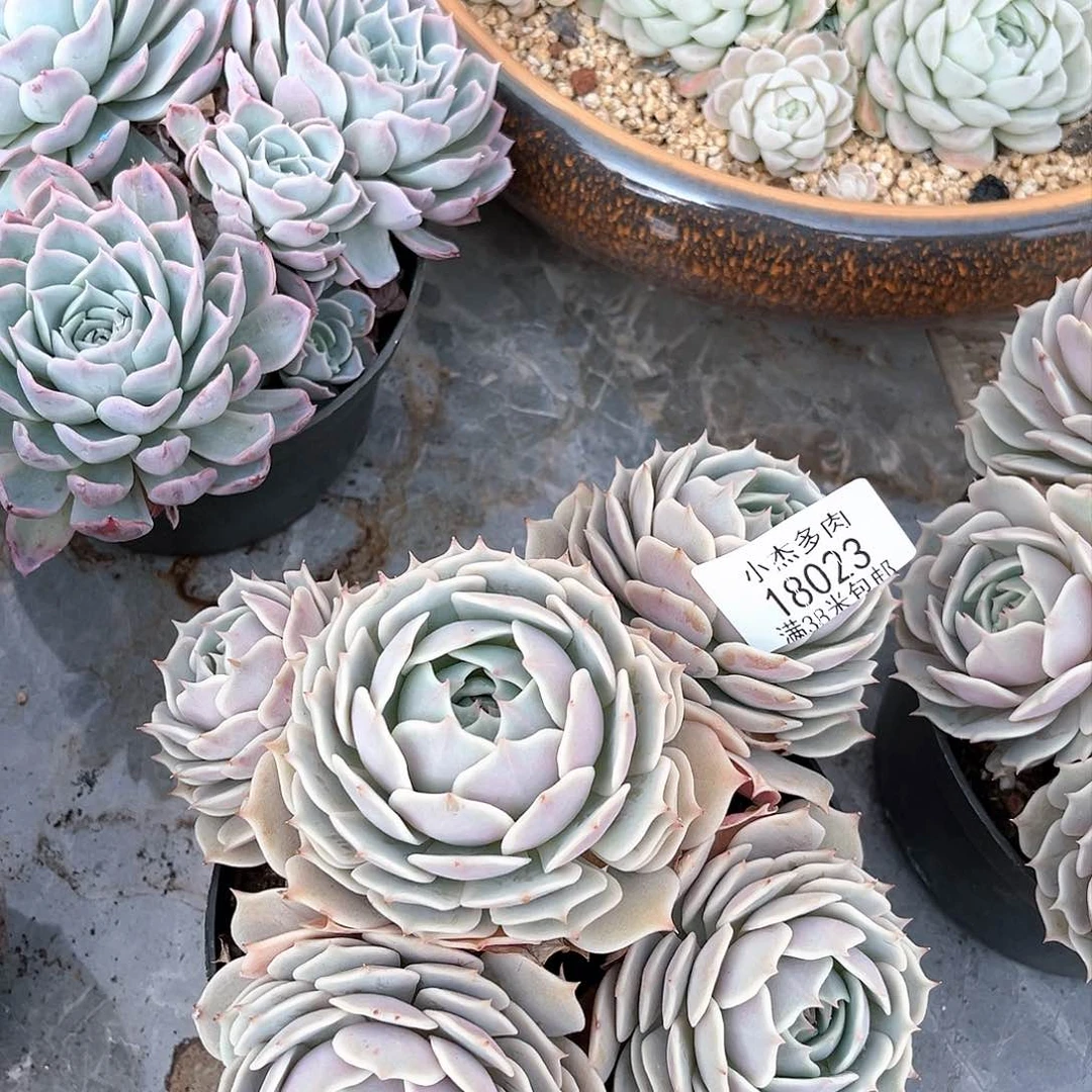 雷娜莲小群18023