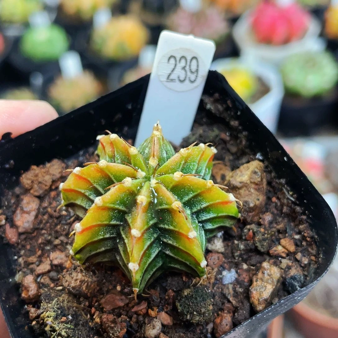 非偏远地区满25包邮仙人球裸根