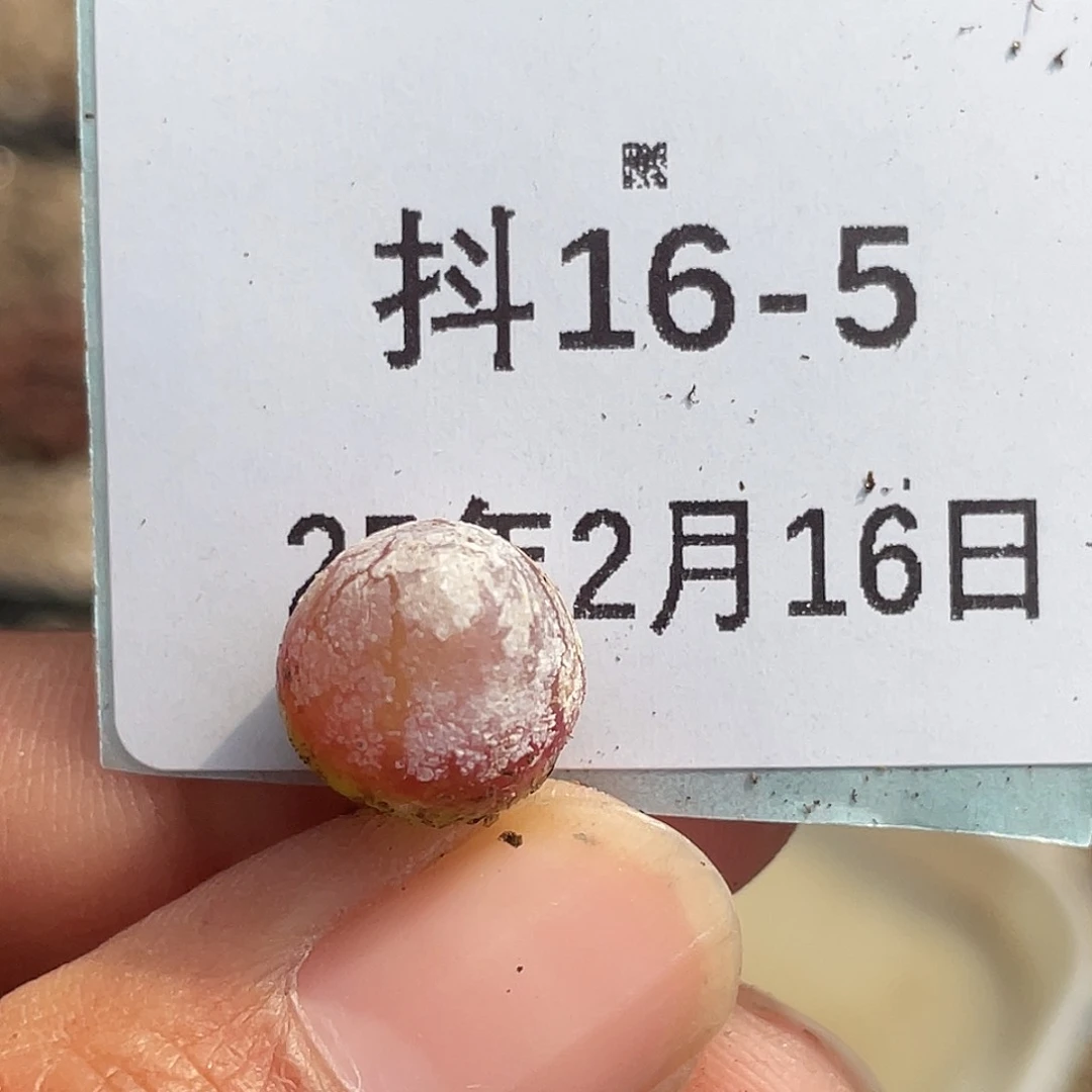 16-5灯泡多肉植物