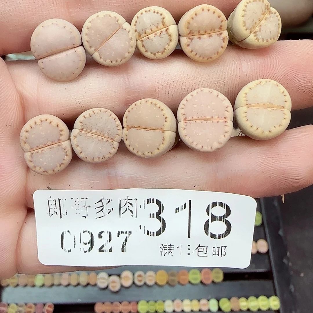 满满18包邮0927-318