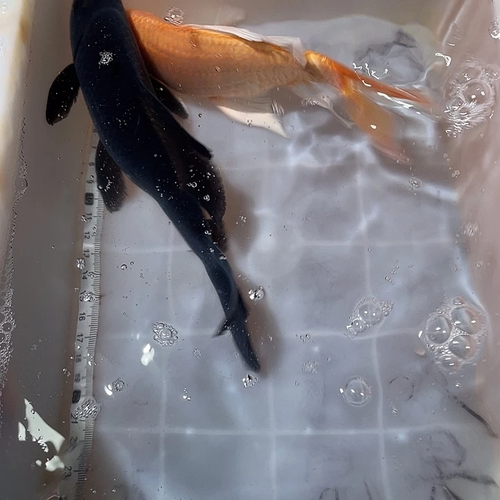 蝴蝶鲤鱼渔场直发111