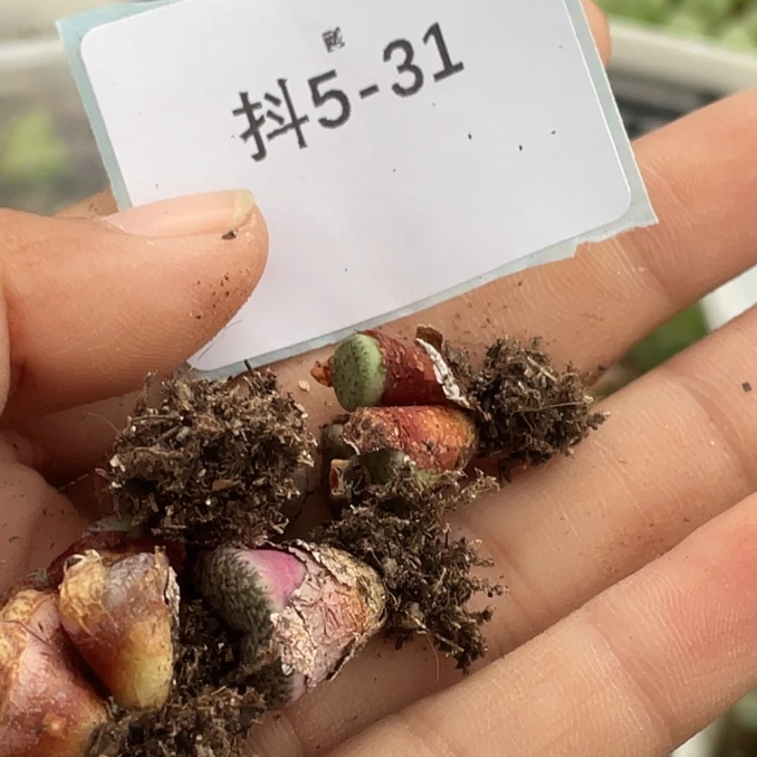 姬***君5-31肉锥多肉植物