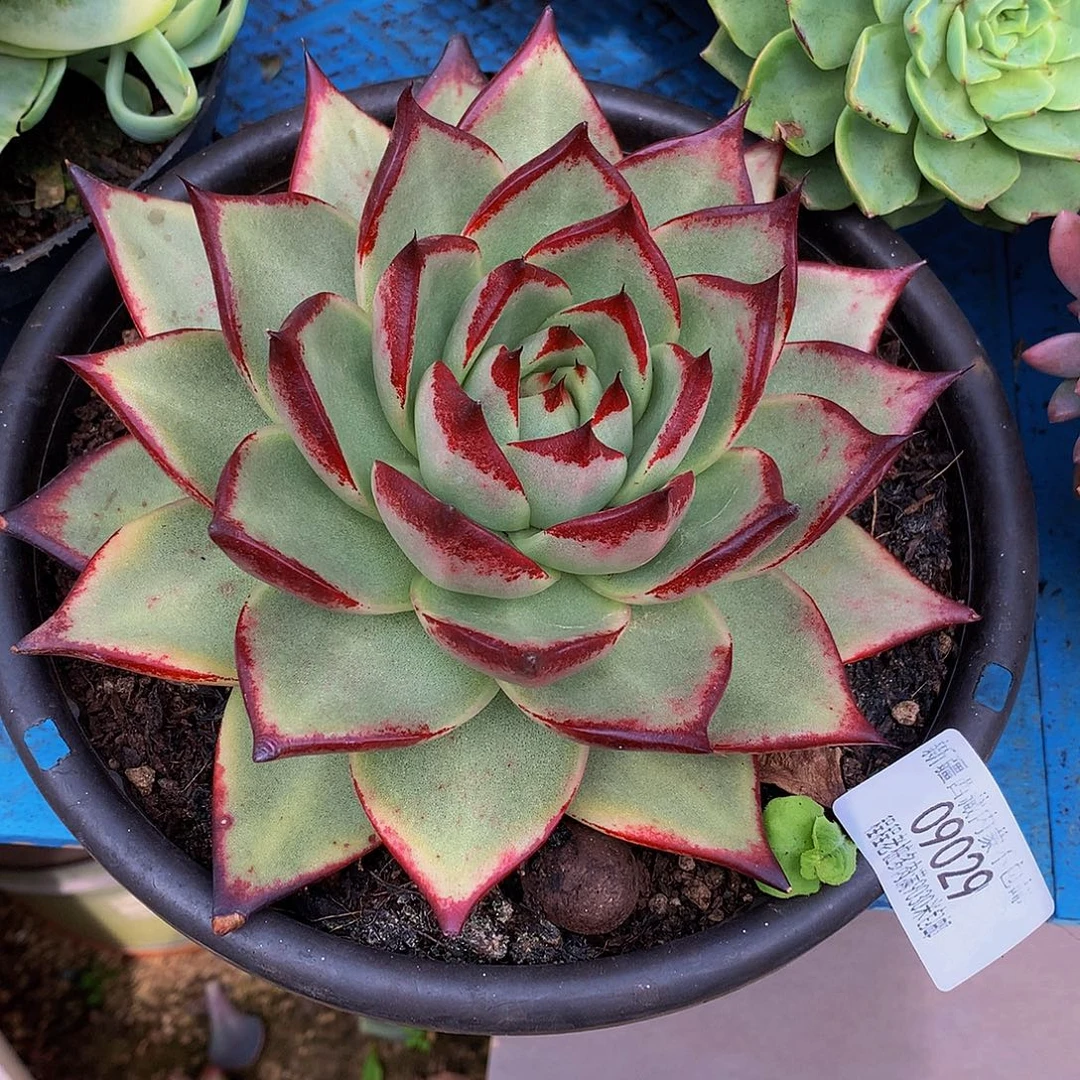 安***乌木09029多肉多肉