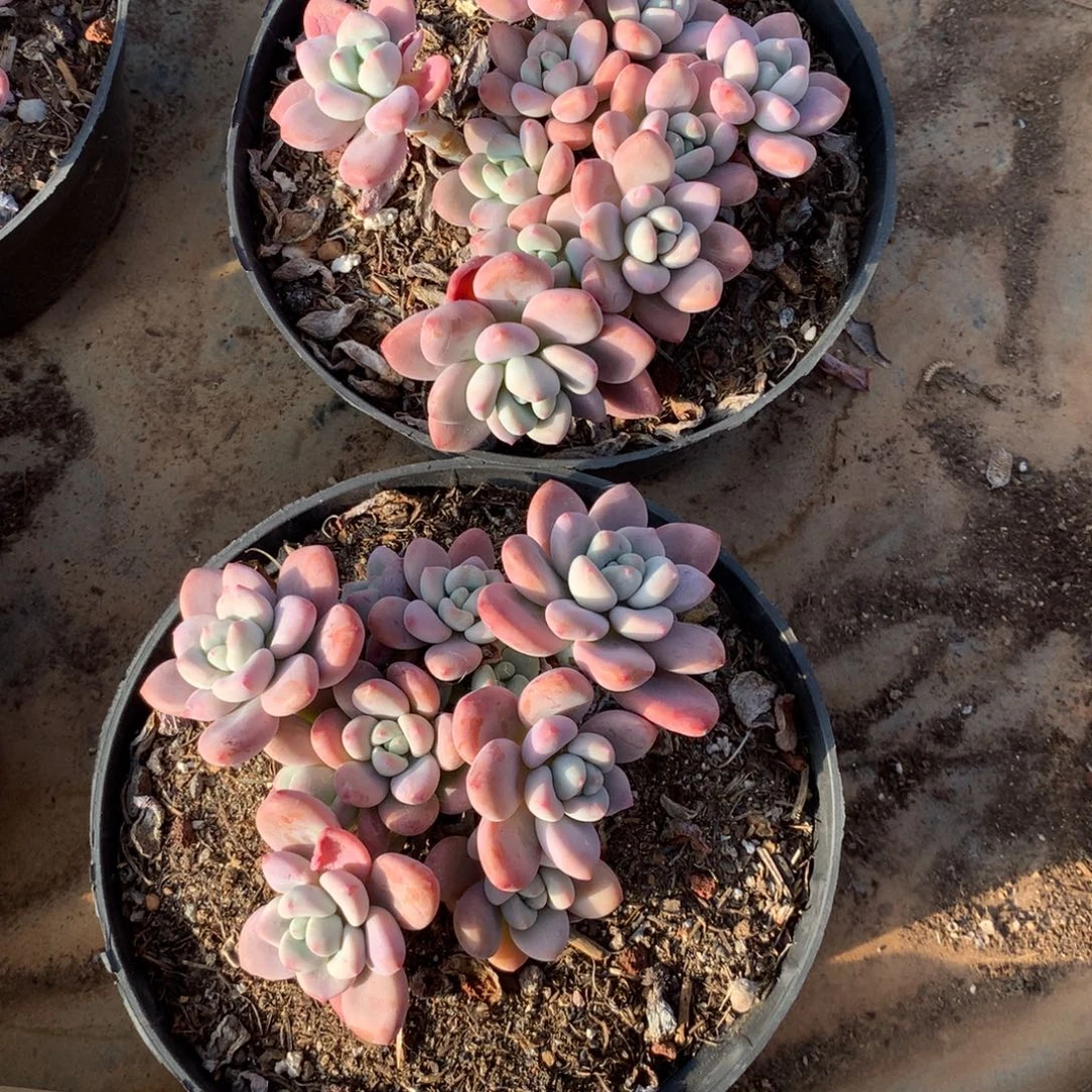 红洛神小群多肉植物发2个