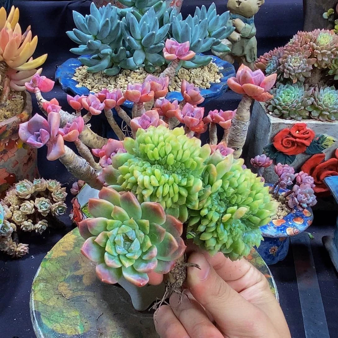 繁***幕冰魄缀123