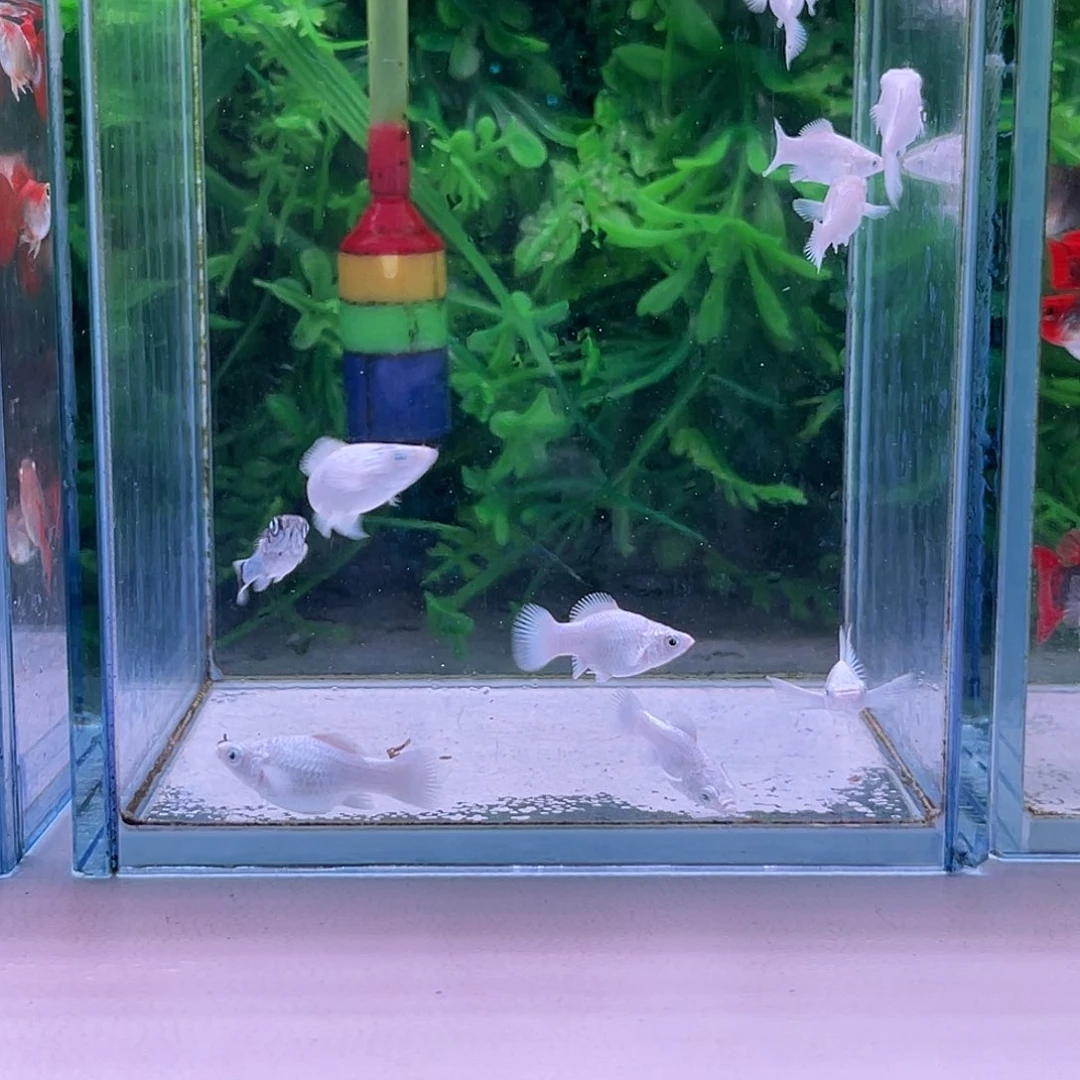 黑玛丽鱼114号玛丽苗子10+2备损