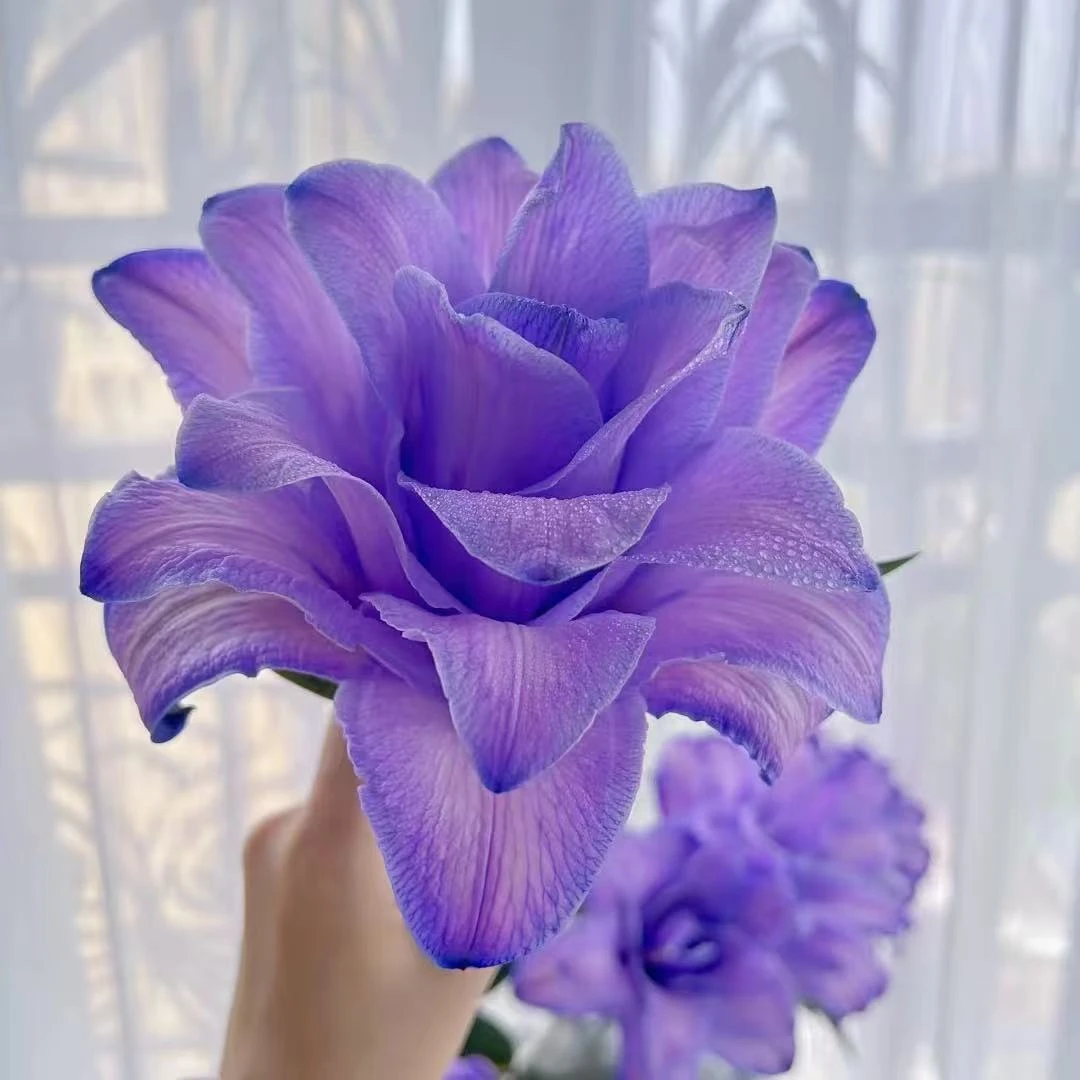 蓝精灵重瓣百合种球室内种植四季种植盆栽地栽香水百合种球进口球