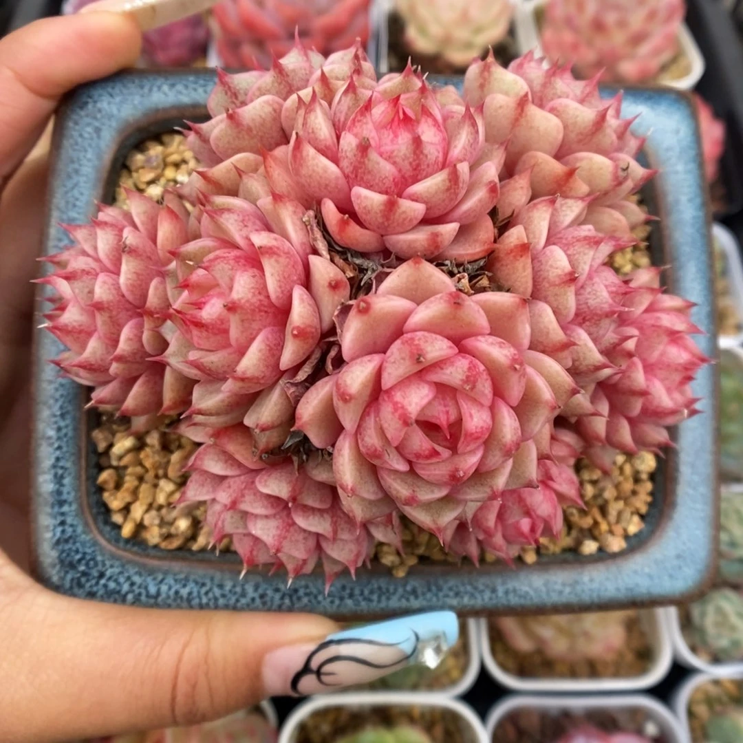 苯巴蒂斯群生4942号。