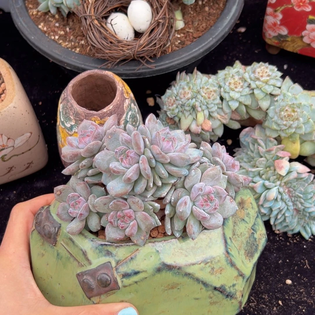 新年快乐新年快乐