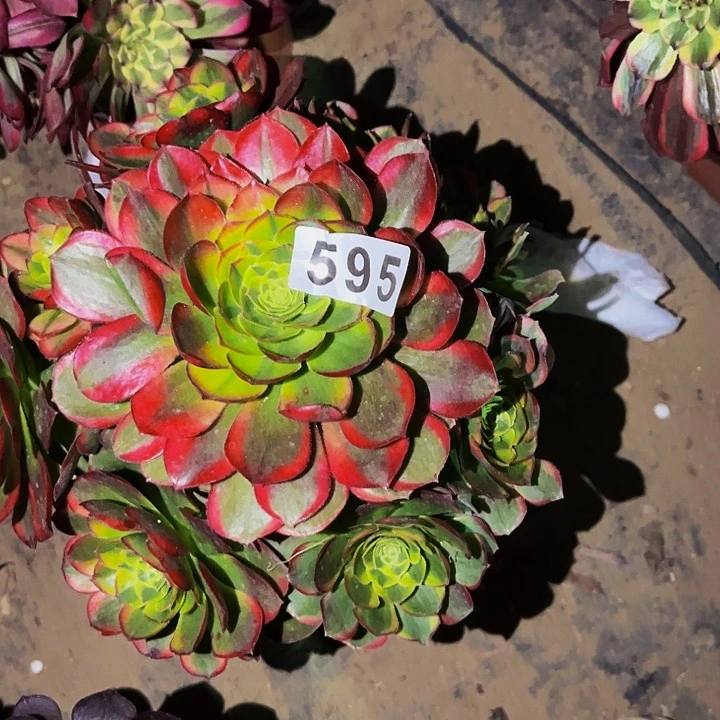 595多肉植物处理不售后