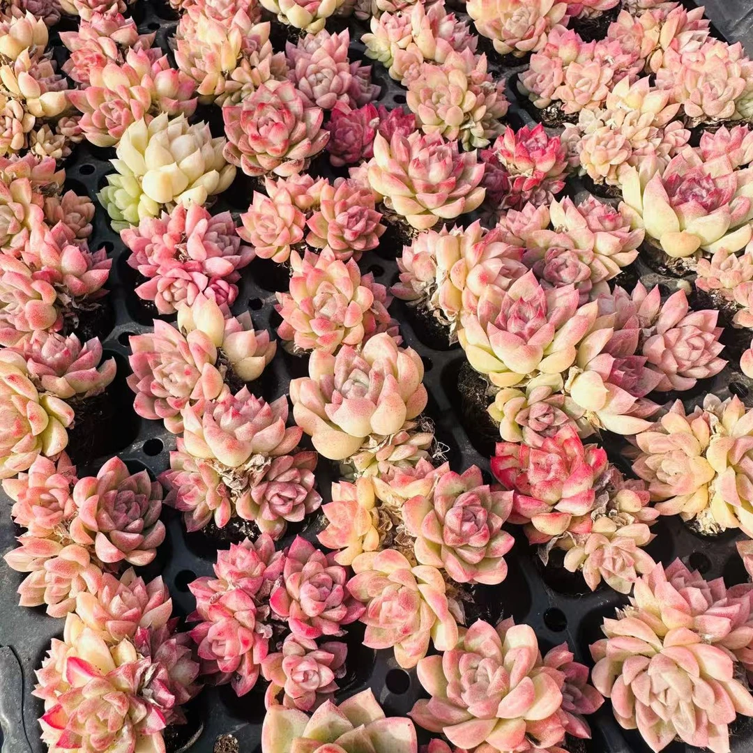 小麦秆多肉 拍一发十 直播间展示为准