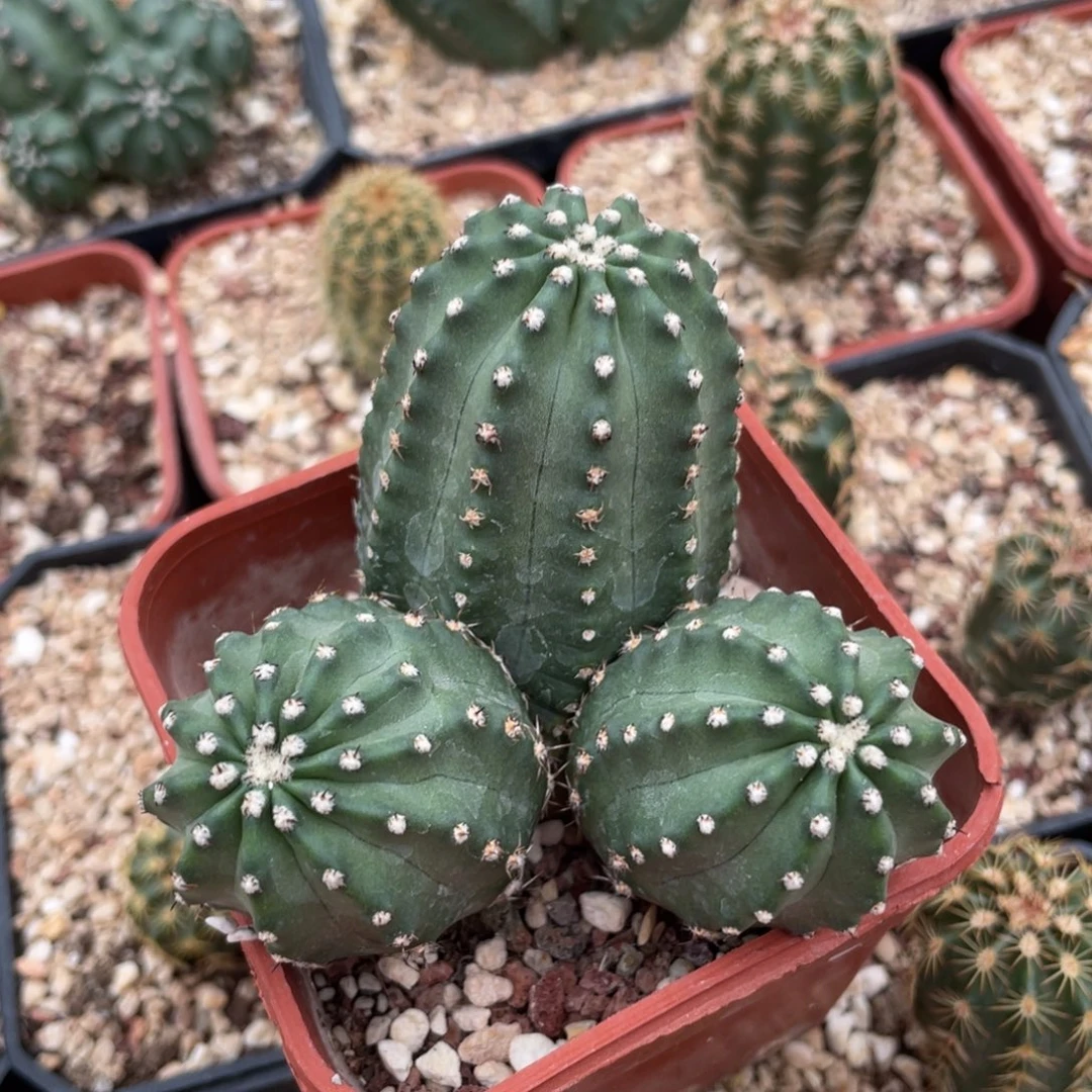 ms36明石丸鹿角柱属一代