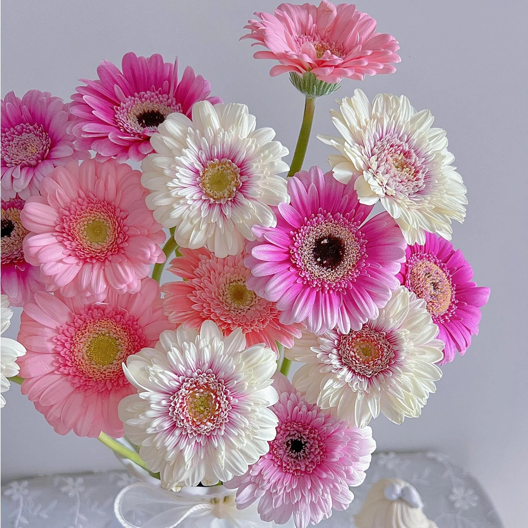 【非洲菊】精选非洲菊家用观赏花云南鲜花云南基地鲜切花