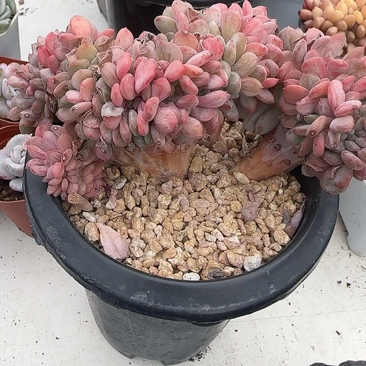 青蛙王子儿童牙膏11