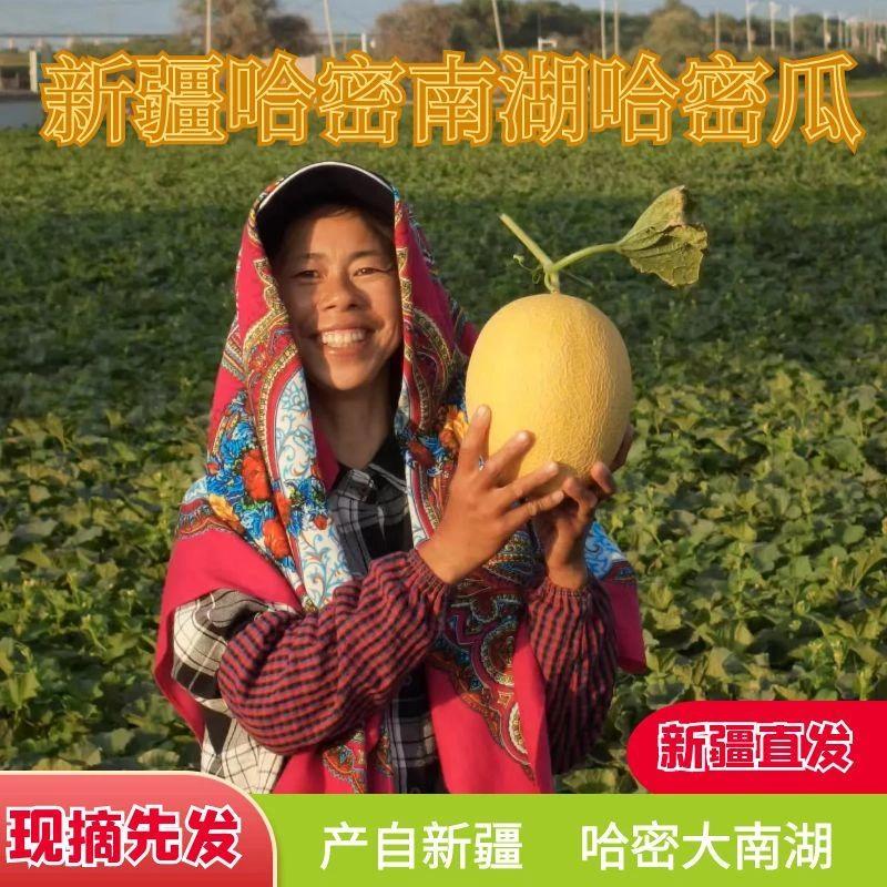 正宗新疆哈密大南湖金海蜜哈密瓜产地直发新鲜香甜当季应季水果