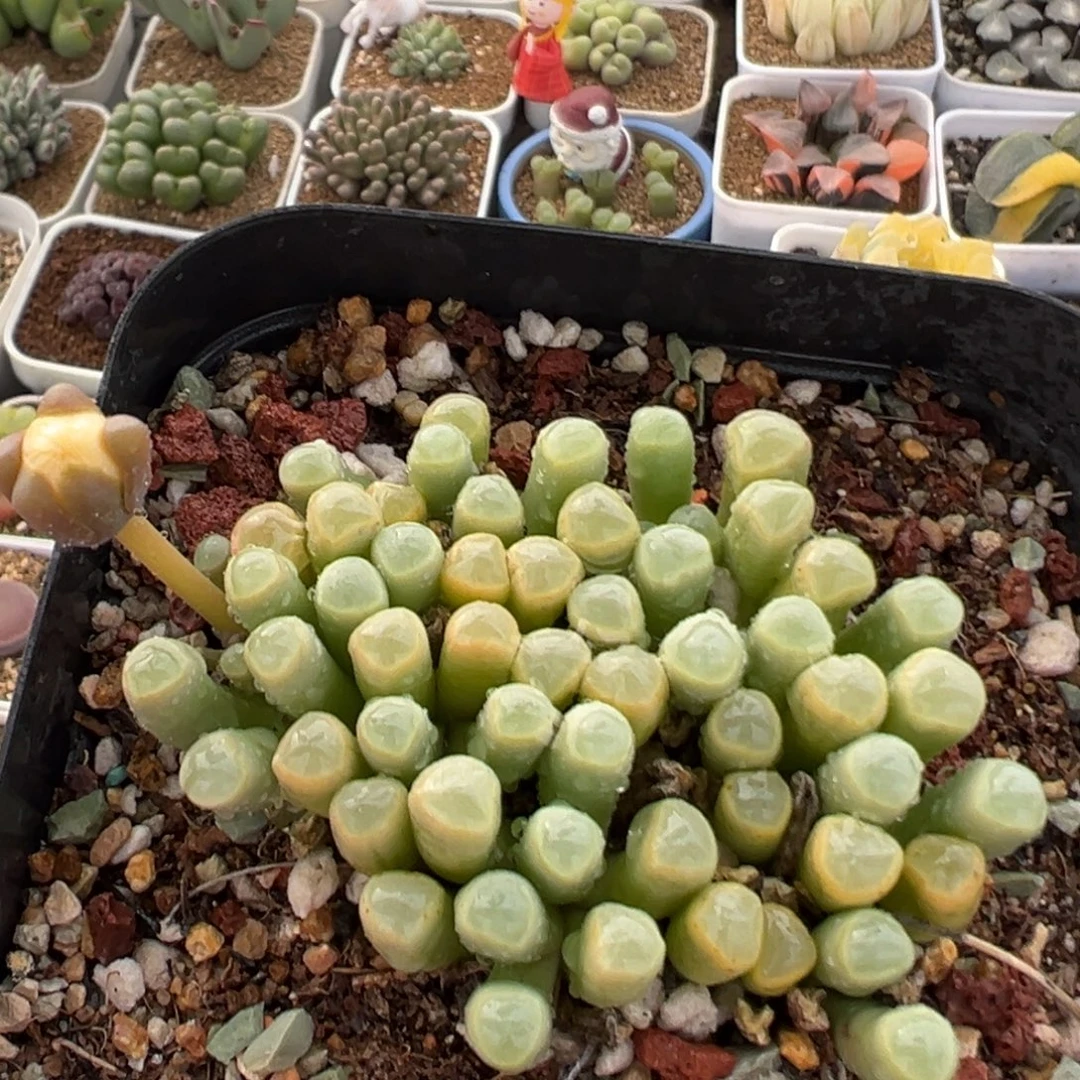 67多肉植物百科植物