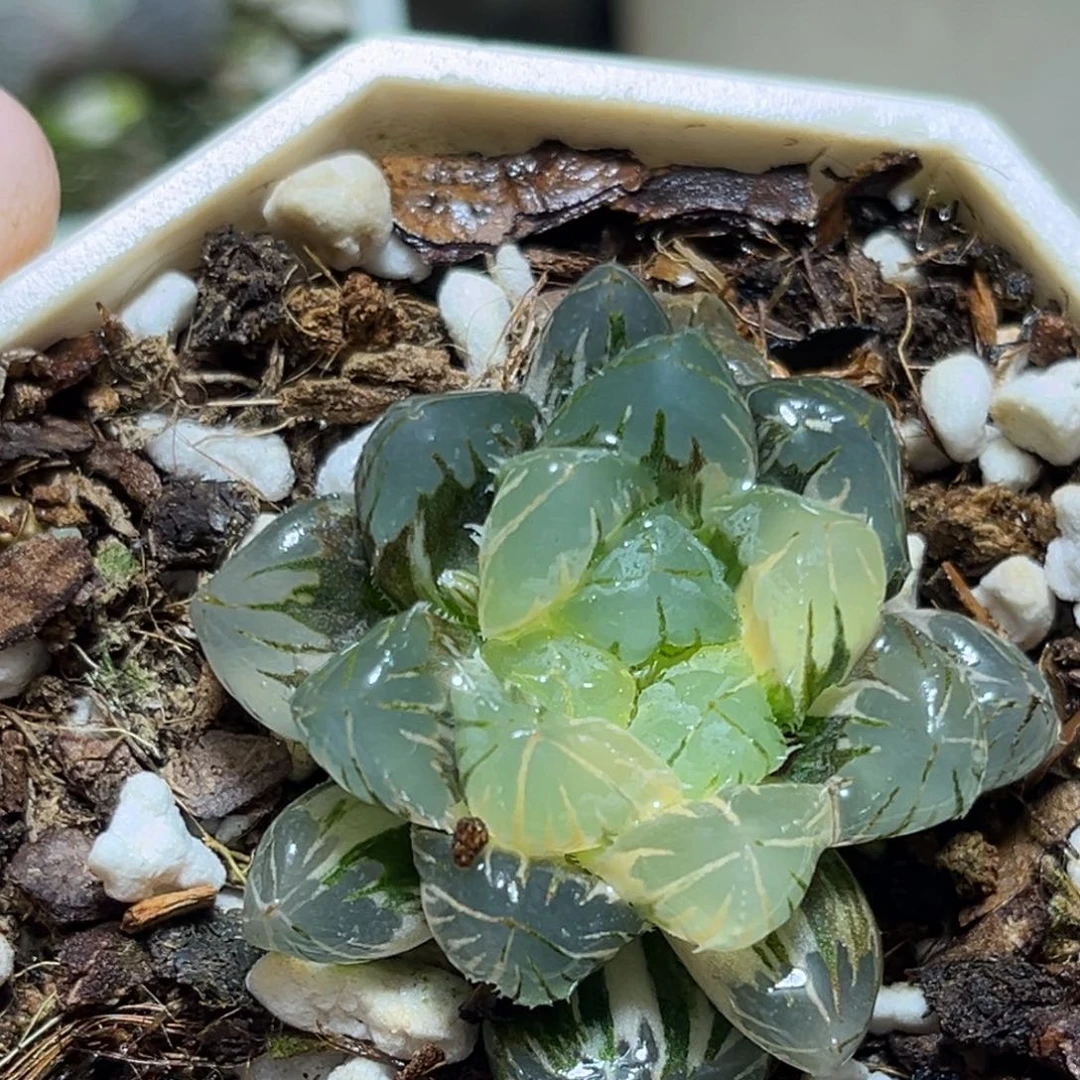 半**殇恭喜发财大吉大利813