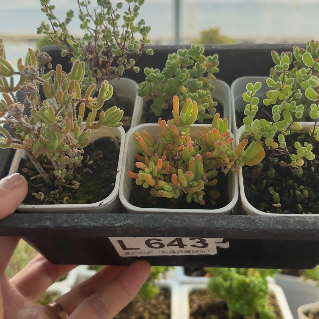 643开播福利组合哦炸